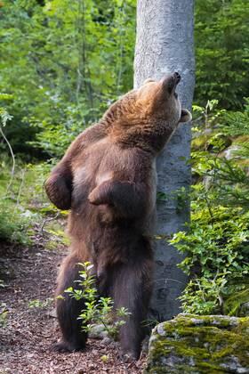 Ours gratte dos sur arbre